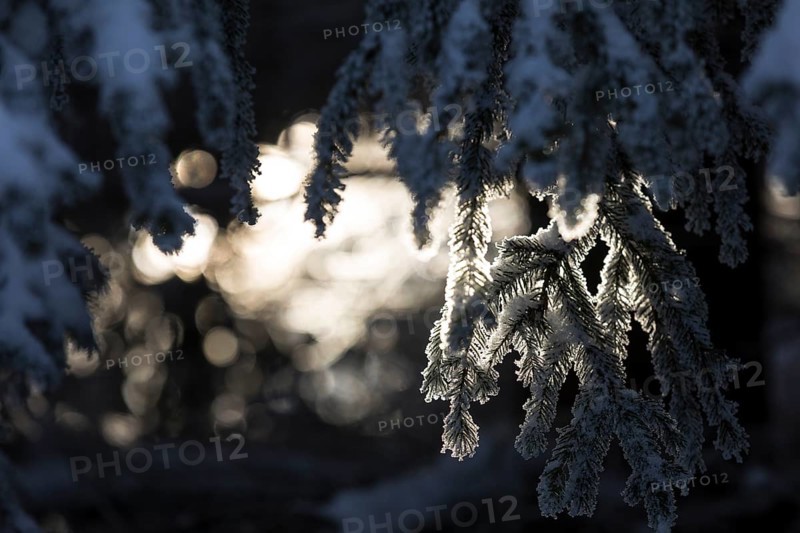 Snow-covered fir branch against the light, atmospheric still life, Erzgebirge, Saxony, Germany, Europe