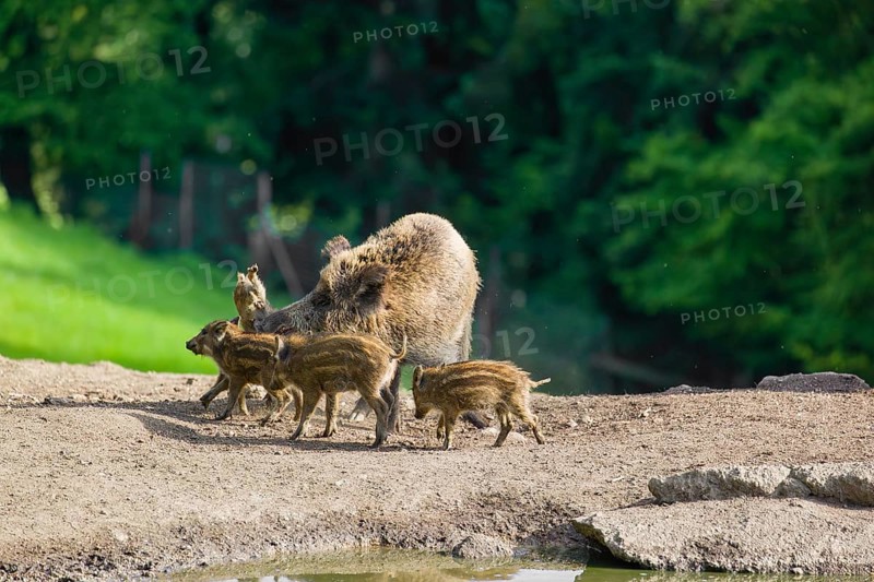 A wild boar or wild pig sow (Sus scrofa) ends the suckling of her piglets on a clearing