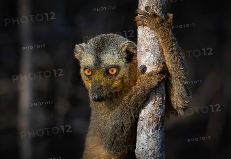 Lemur, red-fronted lemur (Eulemur rufifrons) in the dry forests of western Madagascar