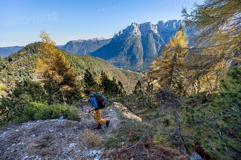 Mountaineer on a hiking trail through autumnal mountain forest, yellow-coloured larches, ascent to the Große Arnspitze, view of the mountain peaks of the Karwendel, near Scharnitz, Bavaria, Germany, Europe