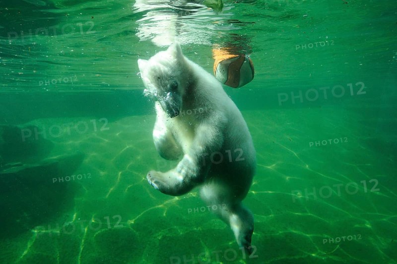 Young polar bear cub swimming underwater in a green pool, polar bear (Ursus maritimus), captive