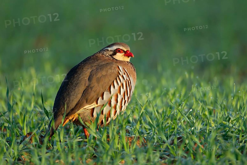 Red legged or French partridge (Alectoris rufa) adult bird in a farmland cereal field, England, United Kingdom, Europe