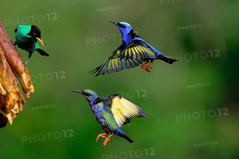 Green Honeycreeper (Chlorophanes spiza) on a fruit and two incoming flying Red-legged Honeycreepers (Cyanerpes cyaneus), Costa Rica, Central America