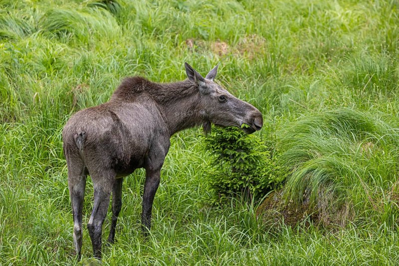 One adult female moose or elk, Alces alces, grazing on a meadow with tall fresh green grass, eats away the fresh fir shoots