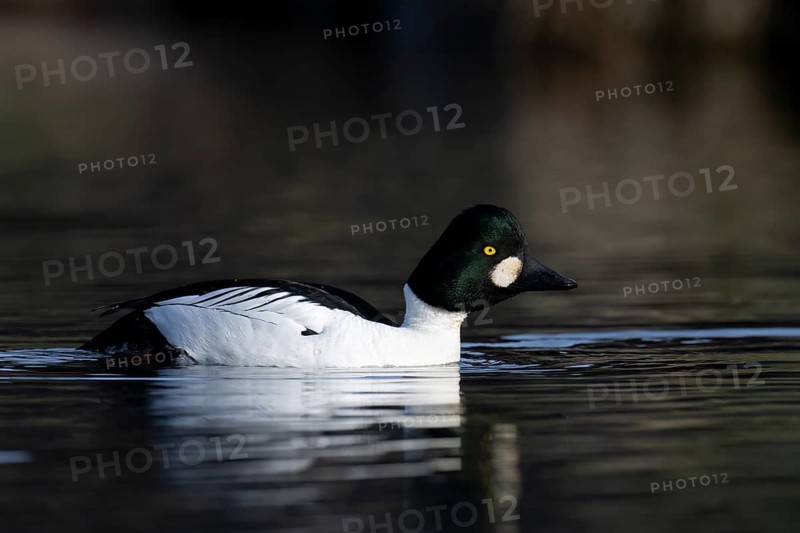 Common goldeneye (Bucephala clangula), Sweden, Europe
