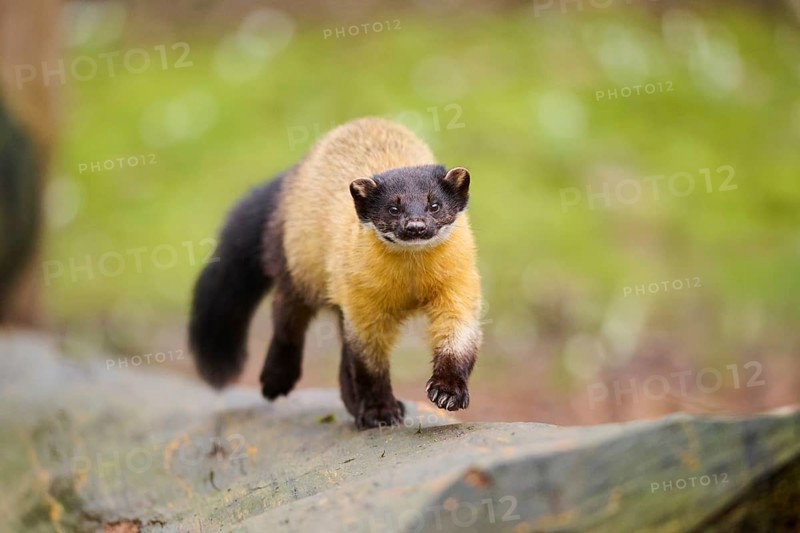Yellow-throated marten (Martes flavigula) on an old tree trunk, Germany, Europe