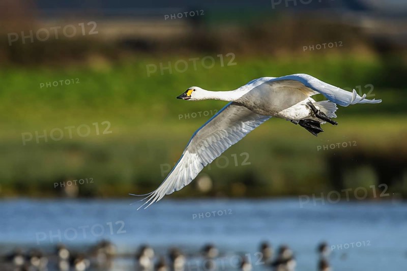 Tundra Swan, Bewick's Swan, Cygnus columbianus in flight at winter in Slimbridge, England, United Kingdom, Europe