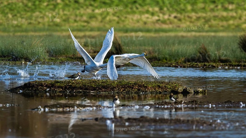 Tundra Swan, Bewick's Swan, Cygnus columbianus in flight at winter in Slimbridge, England, United Kingdom, Europe