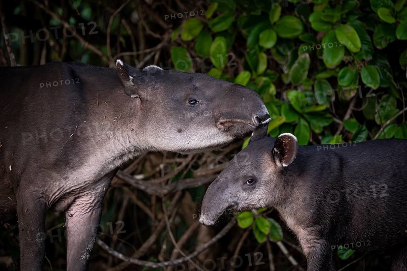 Baird's tapir (Tapirus bairdii), mother and young, looking into the camera, animal portrait, in the rainforest, Corcovado National Park, Osa, Puntarena Province, Costa Rica, Central America