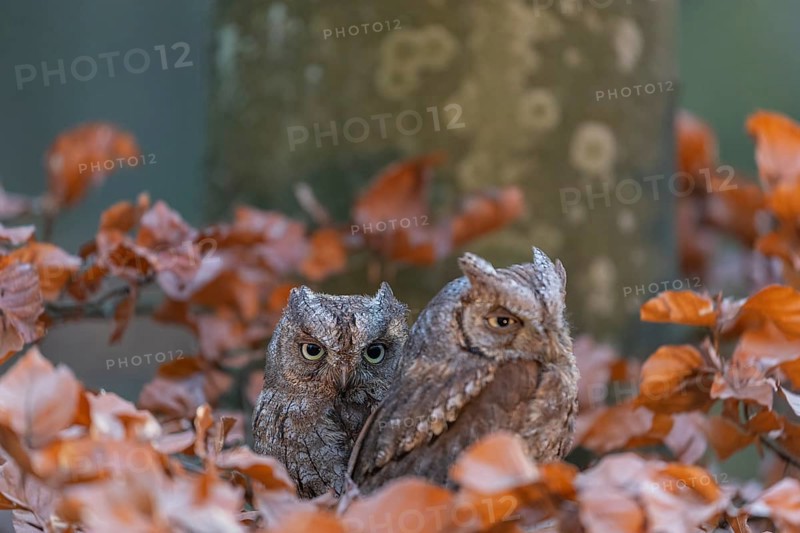 Two Eurasian scops owls (Otus scops)sitting on a twig of a beech tree, embedded in brown leafs