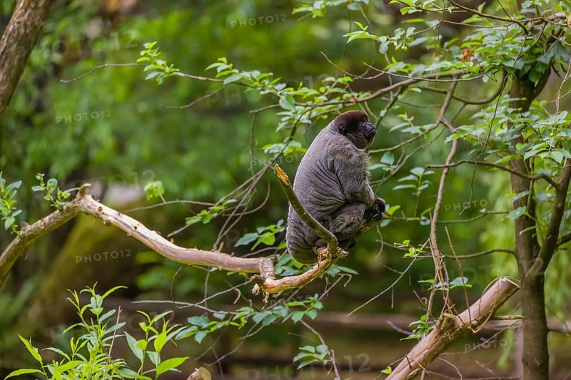 A common woolly monkey, brown woolly monkey, or Humboldt's woolly monkey (Lagothrix lagothricha) sits in a tree