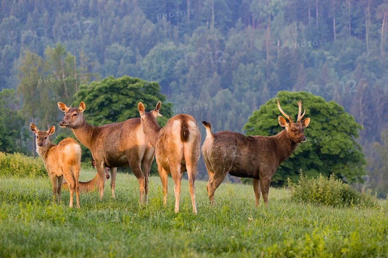 Two Sambar hinds with a fawn and a stag (Rusa unicolor), stand on a meadow in first morning light