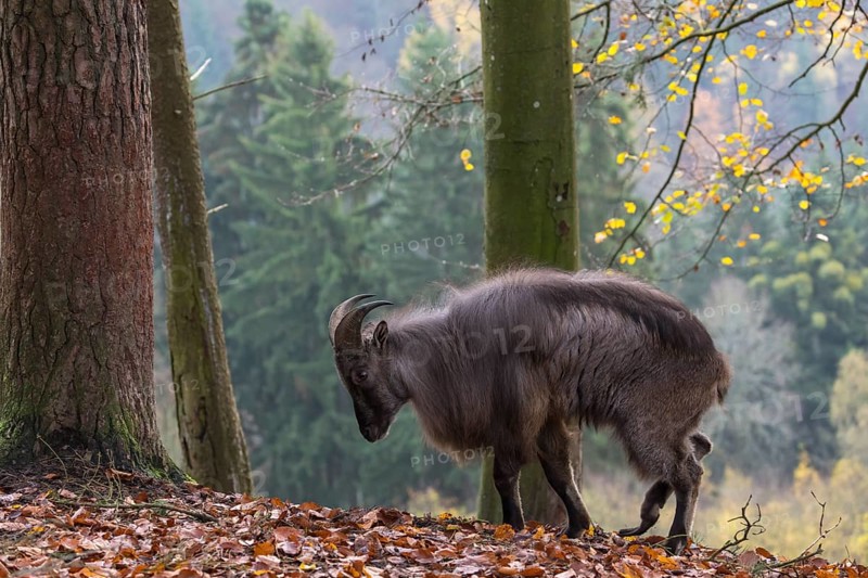 One male Himalayan Tahr (Hemitragus jemlahicus) standing in a forest. Green and yellow forest in the background