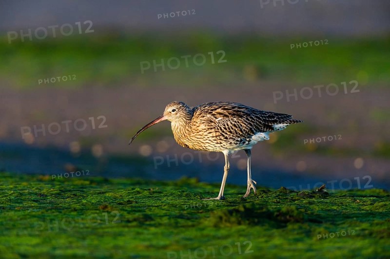 Eurasian curlew (Numenius arquata), adult bird on mudflats at low tide, North Sea, Holy Island coastline, Northumberland, England, United Kingdom, Europe