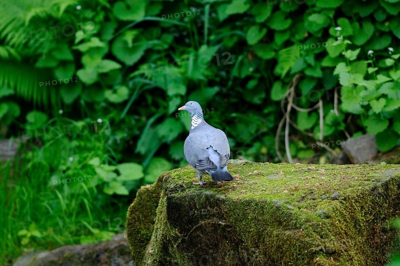 Pigeon sitting quietly on a moss-covered stone surrounded by lush greenery in the forest, wood pigeon (Columba palumbus), Bavaria