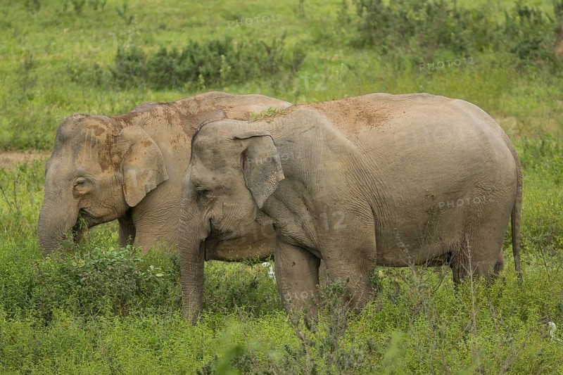 Indian elephants (Elephas maximus indicus), Khiri Khan, Hua Hin, Kui Buri National Park, Thailand, Asia