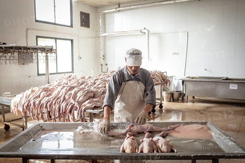 Production of salted ducks in the Nan Jing Ying Tao Yo Co. Ltd. factory, for consumption in restaurants but also for sale as durable products and as souvenirs, the frozen ducks come from the duck farms, are salted, brined, dried and scalded, Nanjing, China, Asia