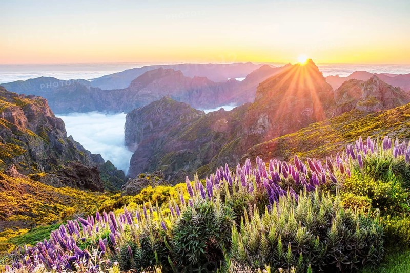 View from Pico do Arieiro of mountains over clouds with Pride of Madeira flowers and blooming Cytisus shrubs on sunset with sunburst. Madeira island, Portugal, Europe