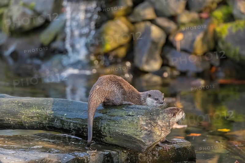 Two oriental small-clawed otter or Asian small-clawed otter (Aonyx cinerea), in a creek in front of a small cascade. Small rocks around