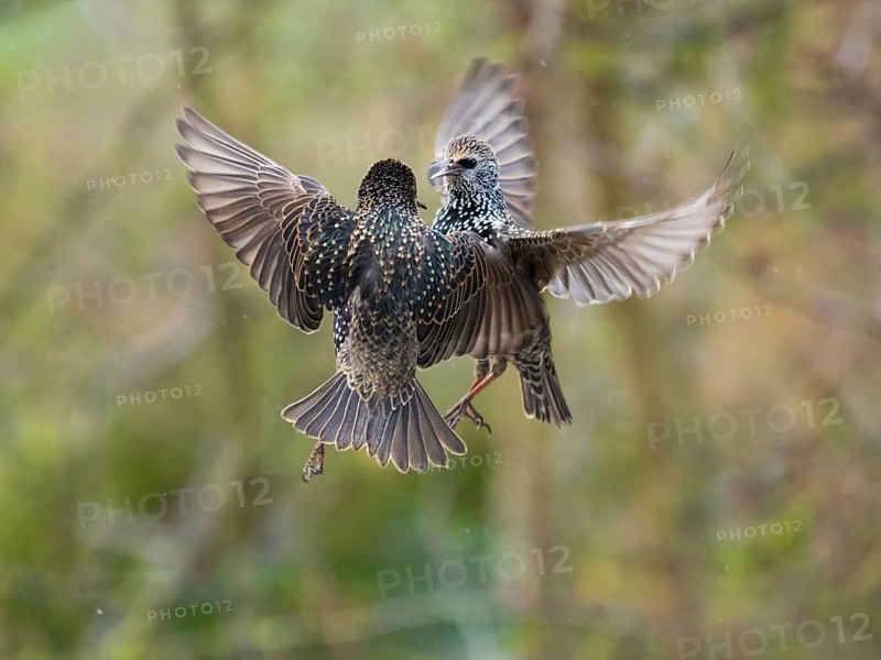Common Starling, (Sturnus vulgaris), two adult birds in flight, squabbling with each, due to food envy, Hesse, Germany, Europe