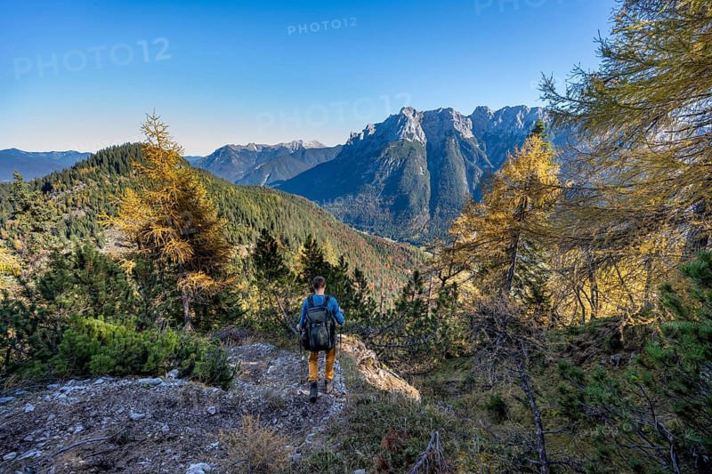 Mountaineer on a hiking trail through autumnal mountain forest, yellow-coloured larches, ascent to the Große Arnspitze, view of the mountain peaks of the Karwendel, near Scharnitz, Bavaria, Germany, Europe