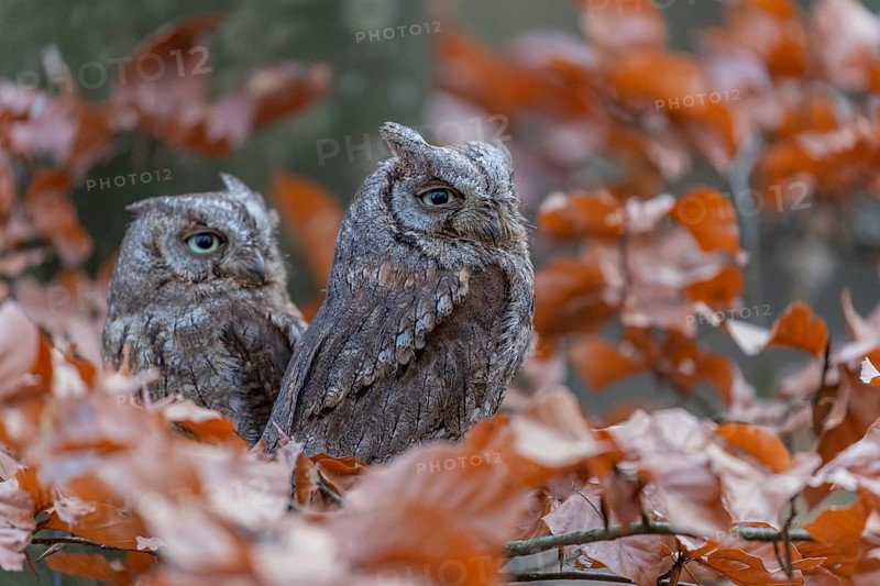 Two Eurasian scops owls (Otus scops)sitting on a twig of a beech tree, embedded in brown leafs