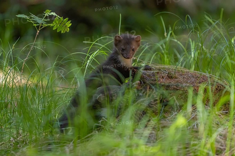 One beech marten (Martes foina), playing on the forest floor between green vegetation