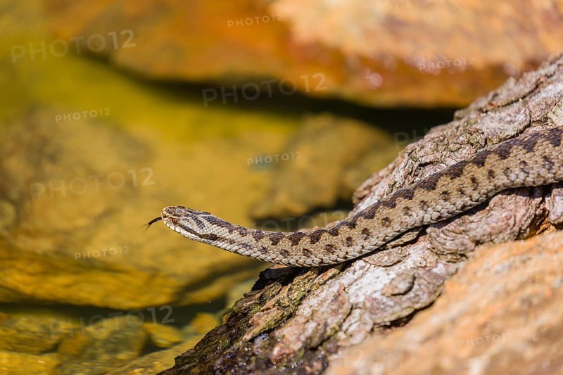 One Vipera berus, the common European adder or common European viper, creeps over moss and rocks