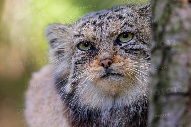 Portrait of a Pallas's cat (Otocolobus manul) or Manul. Least concern species on the IUCN Red List since 2020