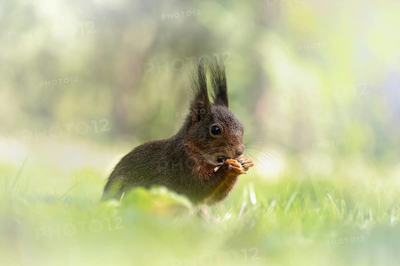 Eurasian squirrel (Sciurus) sitting in the grass and holding something in its paws, eating, with brush ears, foreground and background blurred pastel green, incidence of light, Rombergpark Dortmund, North Rhine-Westphalia, Germany, Europe