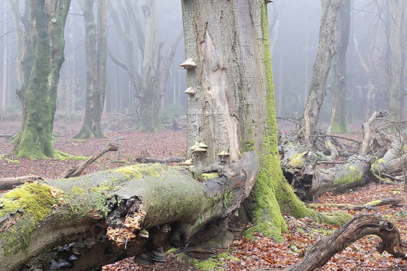 Old copper beeches (Fagus sylvatica) with tinder fungus (Fomes fomentarius) in the fog, Emsland, Lower Saxony, Germany, Europe