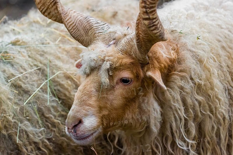 Portrait of a white Racka or Hortobágy Racka Sheep (Ovis aries strepsiceros hungaricus) with its unusual spiral-shaped horns