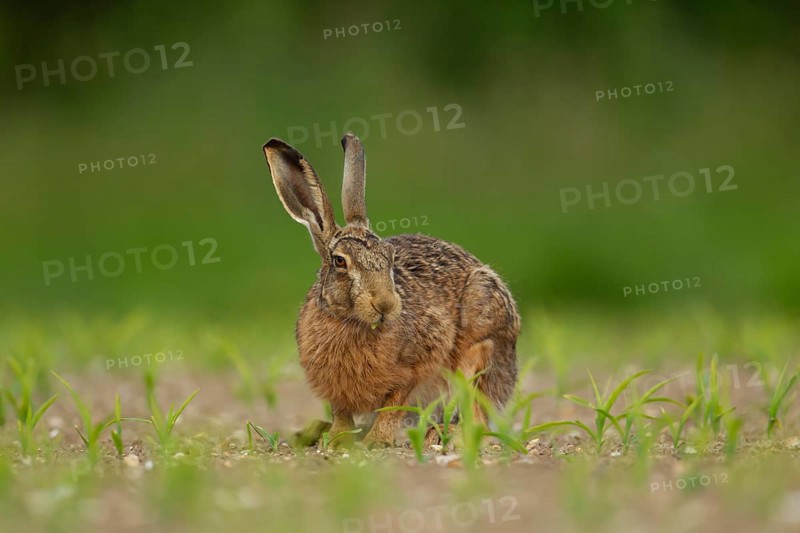 European brown hare (Lepus europaeus) adult animal feeding in a farmland maize crop in the summer, England, United Kingdom, Europe