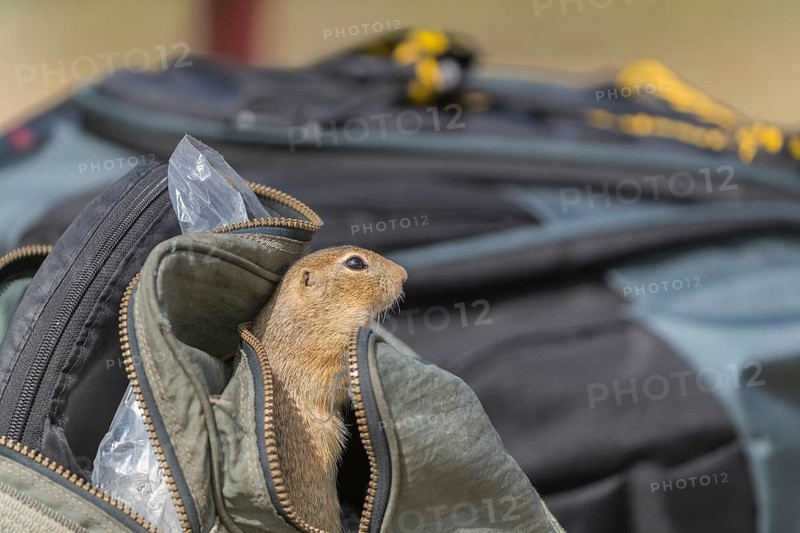 One European ground squirrel (Spermophilus citellus) or European souslik looking out of a photographers bag, searching for food