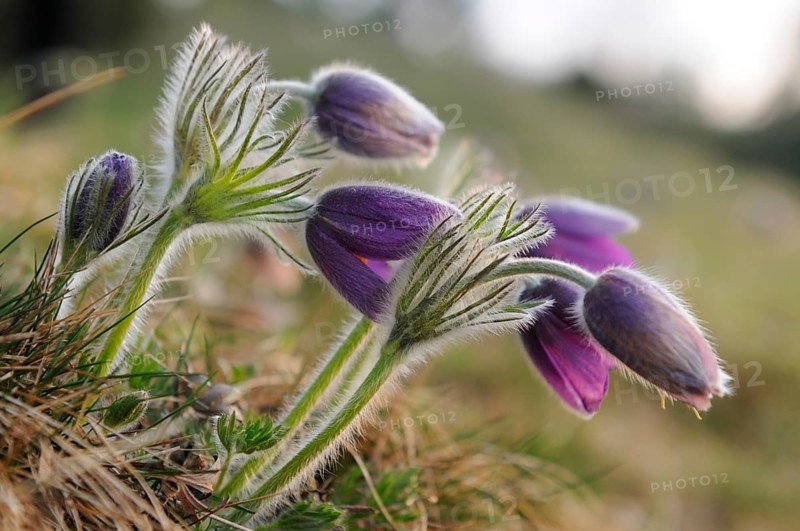 Group of Pasque flowers with purple flowers in nature, Pasque flower (Pulsatilla vulgaris), Upper Palatinate