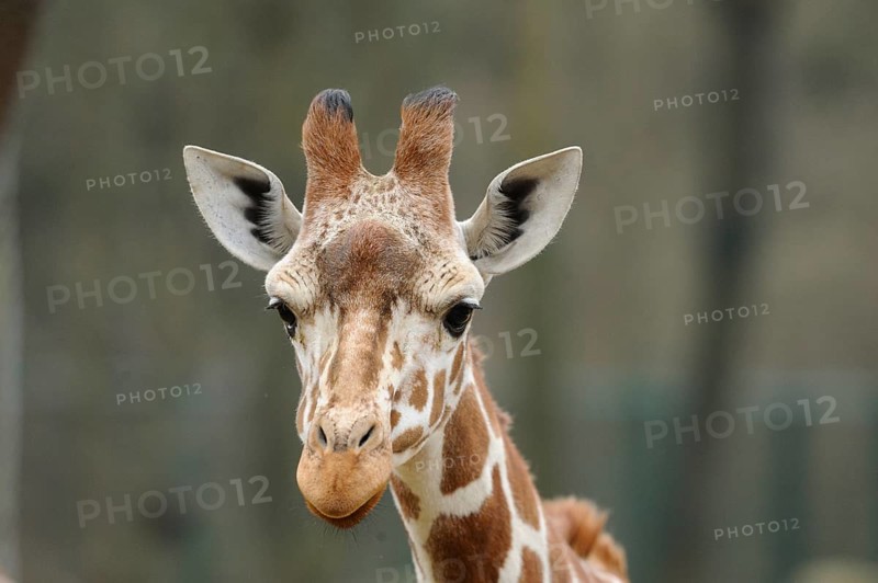Giraffe head with expressive eyes and characteristic fur pattern, reticulated giraffe (Giraffa camelopardalis reticulata), captive