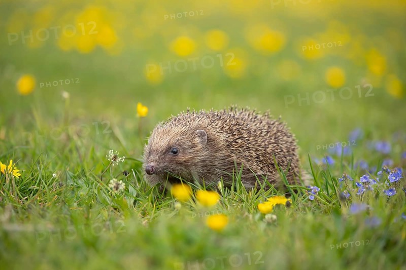 European hedgehog (Erinaceus europaeus) adult animal in a spring time meadow with flowering Buttercups and Speedwells, England, United Kingdom, Europe