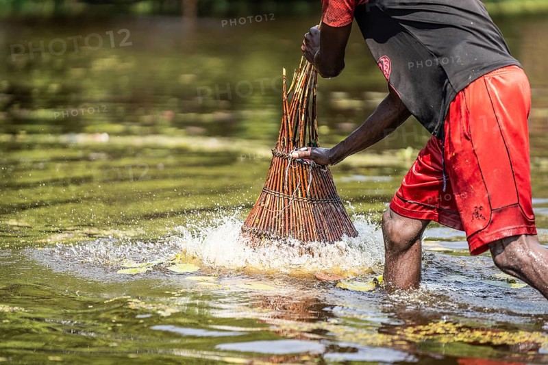 Fisherman pushing a basket into the shallow river for catching fish with his basket. Kalabo, Zambia, Africa