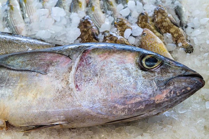 Red Sea Fish, Fish Market in Hurghada, Egypt, Africa