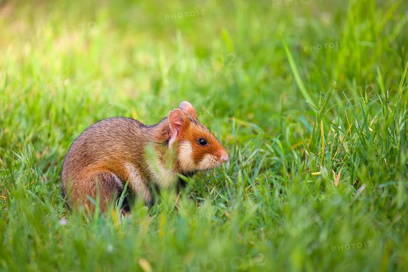 A European hamster (Cricetus cricetus), Eurasian hamster, black-bellied hamster or common hamster, forages for food on fresh green grass