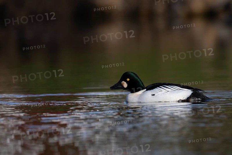 Common goldeneye (Bucephala clangula), Sweden, Europe