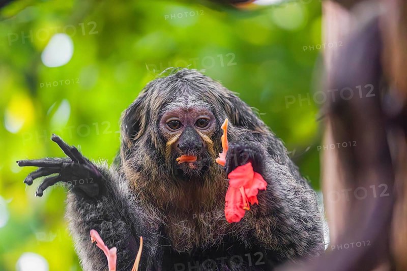 A female white-faced saki (Pithecia pithecia) sits in a Rose of Venezuela (Brownea grandiceps) tree, eating the blossoms of it