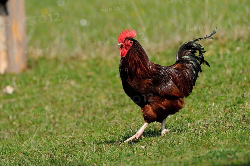 Cock standing on a green meadow near a wooden post, domestic fowl (Gallus gallus domesticus), Franconia