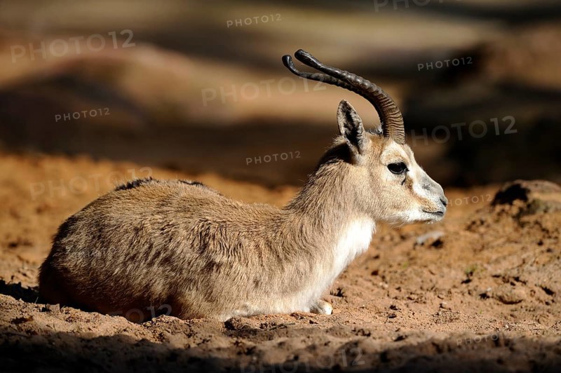 An antelope lying in the sunshine on sandy ground in a natural environment, goitered gazelle (Gazella subgutturosa), captive