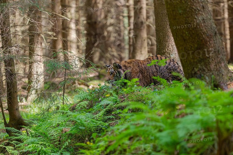 One young female Siberian Tiger, Panthera tigris altaica, walking thru a forest of pine trees with lush green undergrowth