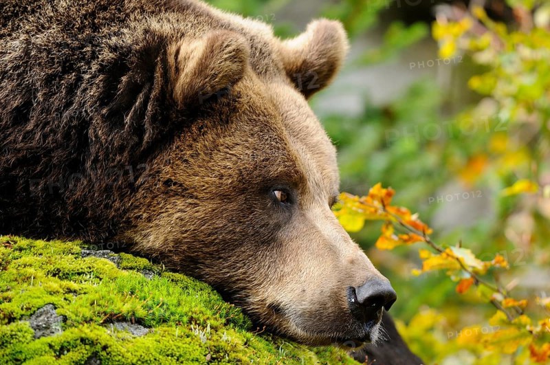 A brown bear resting its head on moss-covered stones, Eurasian brown bear (Ursus arctos arctos), Bavarian Forest National Park