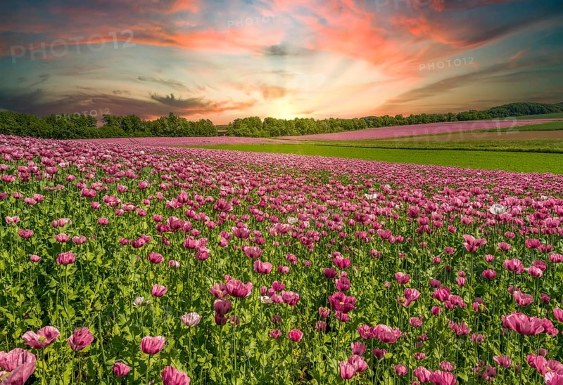 Poppy meadow red sunset sunbeams Auetal district Schaumburg Germany