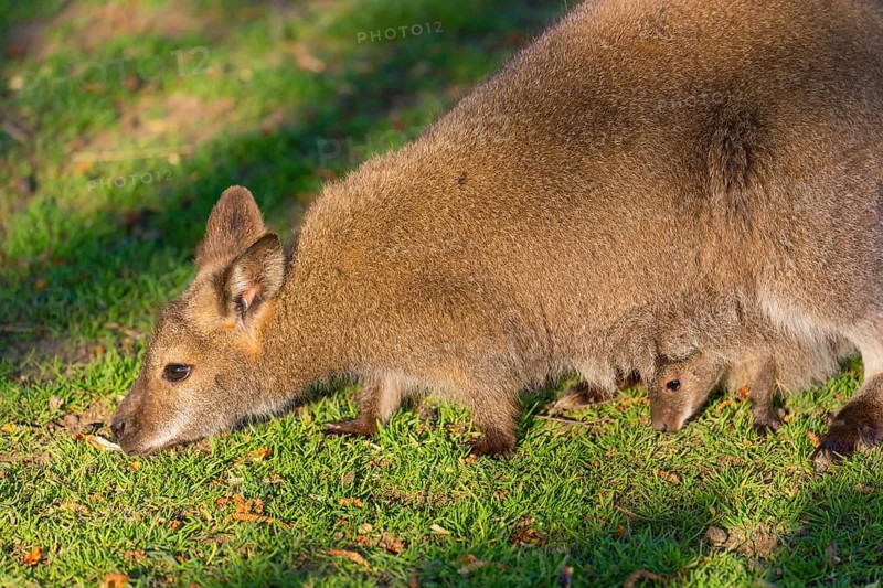 Red-necked wallaby or Bennett's wallaby (Macropus rufogriseus) with cub in her pouch, sits on a green meadow