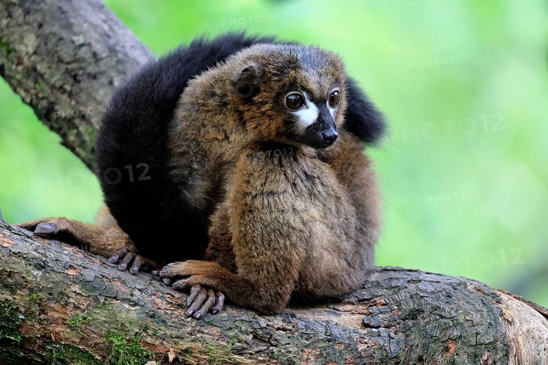 Red-bellied lemur (Eulemur rubriventer), adult, male, on tree trunk, alert, Madagascar, Africa