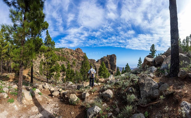 Hiker in the pine forest with view to the summit of Pico de las Nieves, Gran Canaria, Canary Islands, Spain, Europe